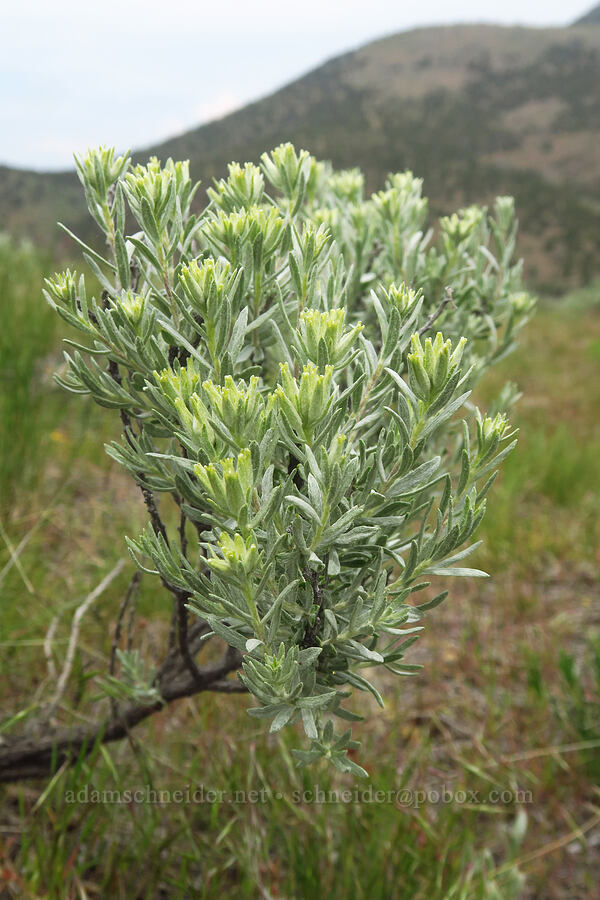 gray horse-brush, budding (Tetradymia canescens) [Forest Road 5720-100, Crooked River National Grassland, Jefferson County, Oregon]