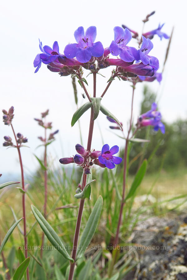 lowly penstemon (Penstemon humilis) [Forest Road 5720-100, Crooked River National Grassland, Jefferson County, Oregon]