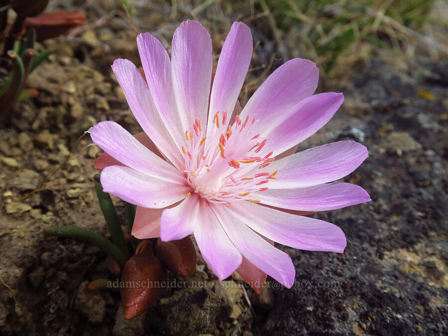 bitterroot (Lewisia rediviva) [Forest Road 5720-100, Crooked River National Grassland, Jefferson County, Oregon]