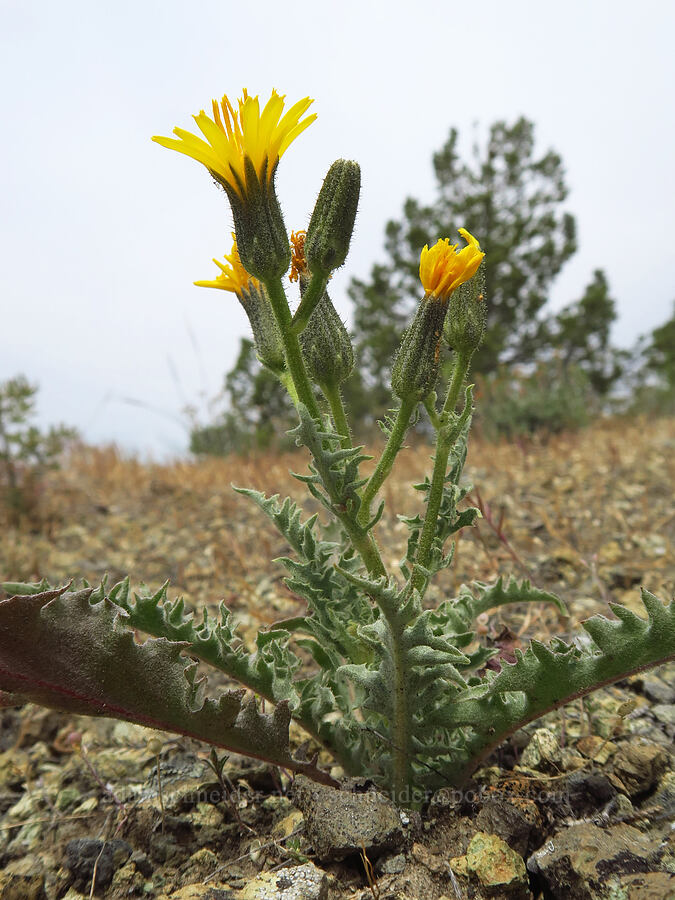 western hawksbeard (Crepis occidentalis) [ridge south of Gray Butte, Deschutes County, Oregon]
