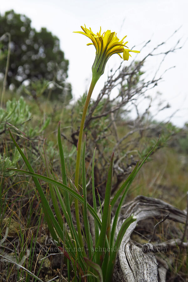 false agoseris (Nothocalais troximoides (Microseris troximoides)) [ridge south of Gray Butte, Deschutes County, Oregon]