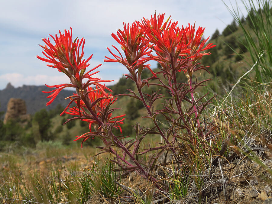 desert paintbrush (Castilleja chromosa) [ridge south of Gray Butte, Deschutes County, Oregon]