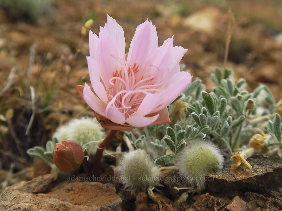 bitterroot & woolly-pod milk-vetch (Lewisia rediviva, Astragalus purshii) [ridge south of Gray Butte, Deschutes County, Oregon]