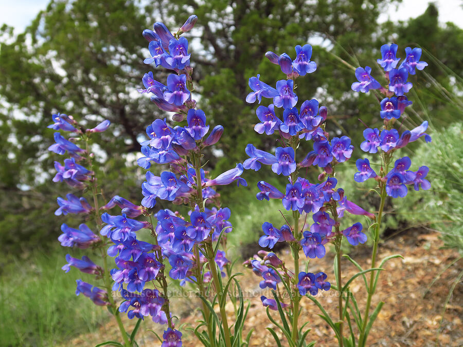 showy penstemon (Penstemon speciosus) [ridge south of Gray Butte, Deschutes County, Oregon]