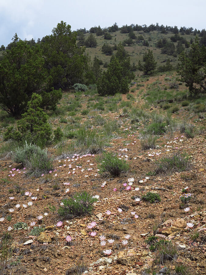 bitterroot (Lewisia rediviva) [ridge south of Gray Butte, Deschutes County, Oregon]