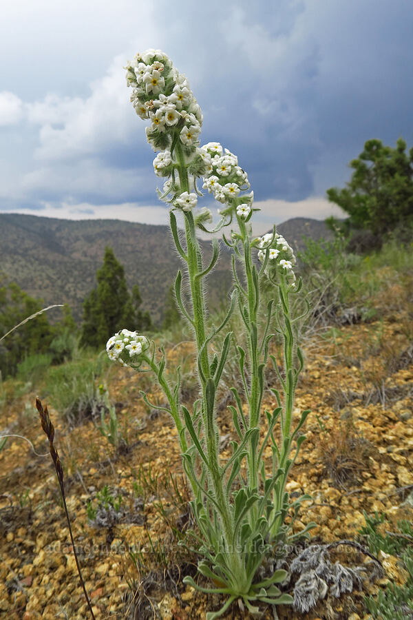 cock's-comb cryptantha (Oreocarya glomerata (Cryptantha celosioides)) [Gray Butte Trail, Deschutes County, Oregon]