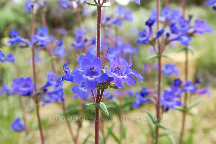 lowly penstemon (Penstemon humilis) [Gray Butte Trail, Deschutes County, Oregon]
