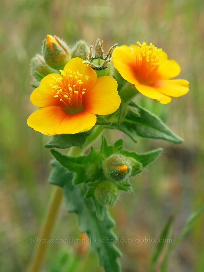 Veatch's blazing-star (Mentzelia veatchiana) [Gray Butte Trail, Deschutes County, Oregon]