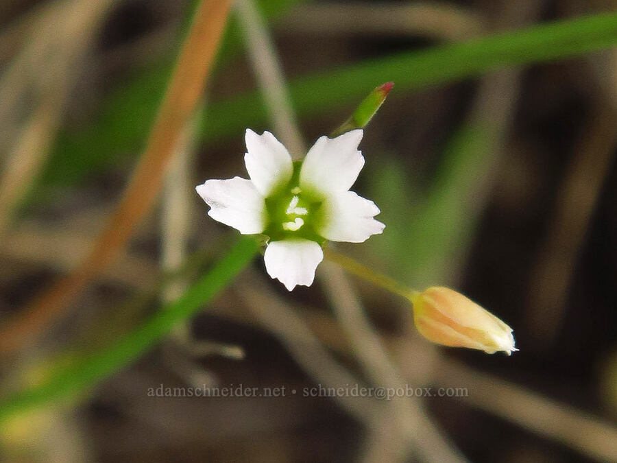 jagged chickweed (Holosteum umbellatum) [Gray Butte Trail, Crooked River National Grassland, Jefferson County, Oregon]
