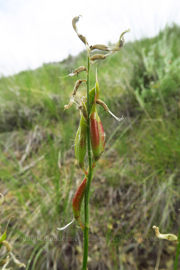 Idaho milk-vetch pods (Astragalus conjunctus) [Gray Butte Trail, Crooked River National Grassland, Jefferson County, Oregon]