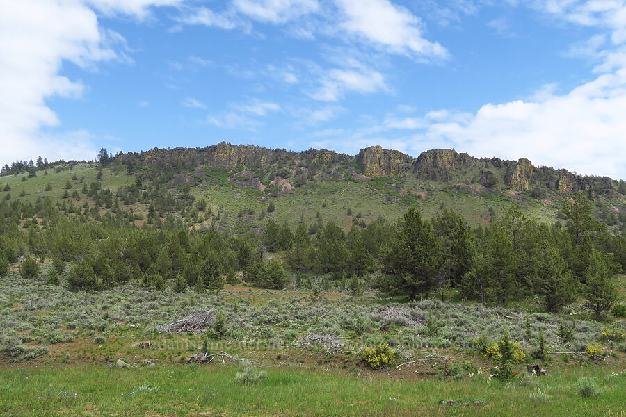 Pine Ridge [Forest Road 5710, Crooked River National Grassland, Jefferson County, Oregon]