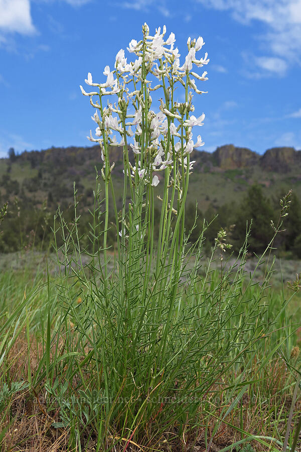 Idaho milk-vetch (Astragalus conjunctus) [Forest Road 5710, Crooked River National Grassland, Jefferson County, Oregon]