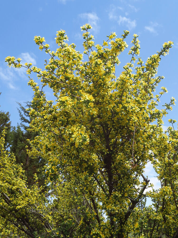 antelope bitterbrush (Purshia tridentata) [Gray Butte Trail, Crooked River National Grassland, Jefferson County, Oregon]