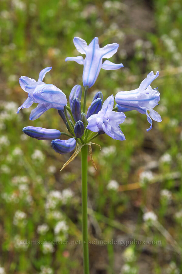 bi-colored cluster lily (Triteleia grandiflora var. howellii (Brodiaea bicolor)) [Gray Butte Trail, Crooked River National Grassland, Jefferson County, Oregon]