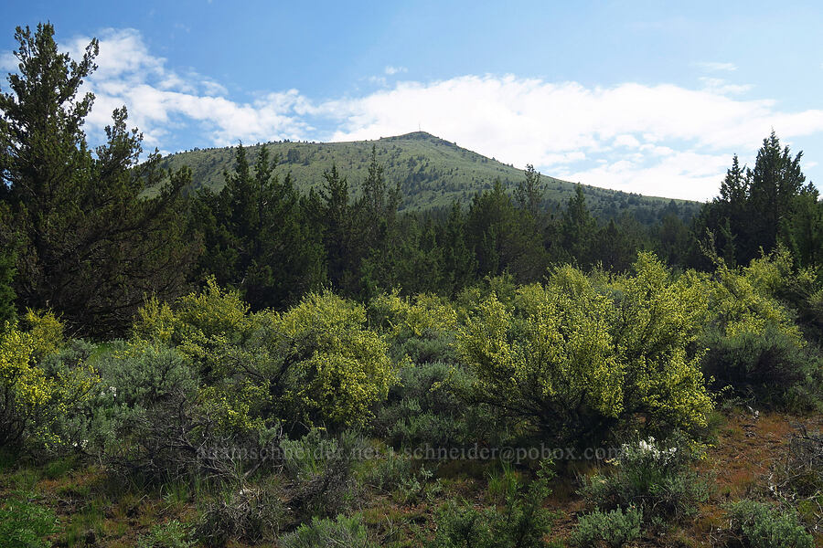 antelope bitterbrush & Gray Butte (Purshia tridentata) [Gray Butte Trail, Crooked River National Grassland, Jefferson County, Oregon]