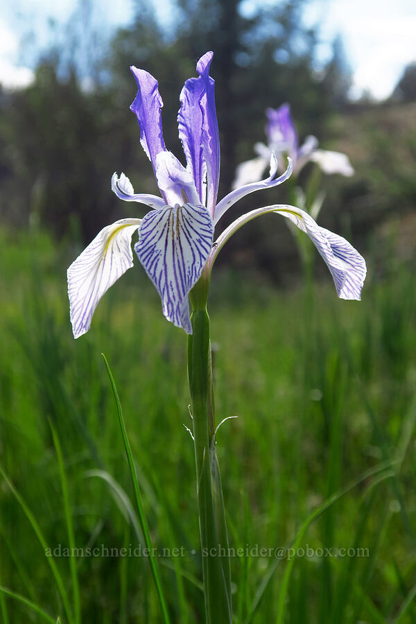 Rocky Mountain iris (Iris missouriensis) [Forest Road 5700-500, Crooked River National Grassland, Jefferson County, Oregon]