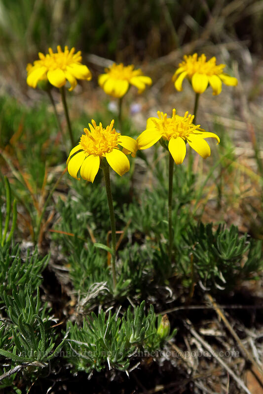 narrow-leaf goldenweed (Nestotus stenophyllus (Haplopappus stenophyllus)) [Wild Horse Wind Farm, Kittitas County, Washington]
