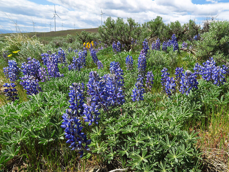lupines (Lupinus sp.) [Wild Horse Wind Farm, Kittitas County, Washington]
