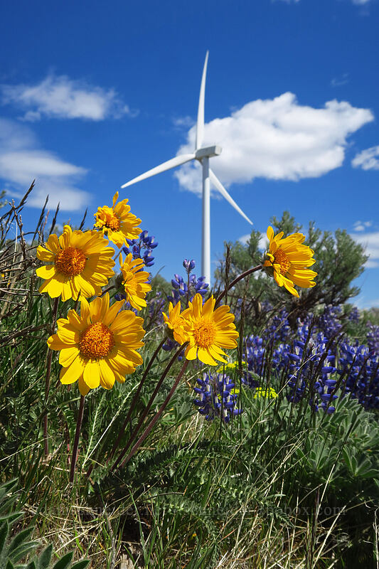Hooker's balsamroot & lupines (Balsamorhiza hookeri, Lupinus sp.) [Wild Horse Wind Farm, Kittitas County, Washington]