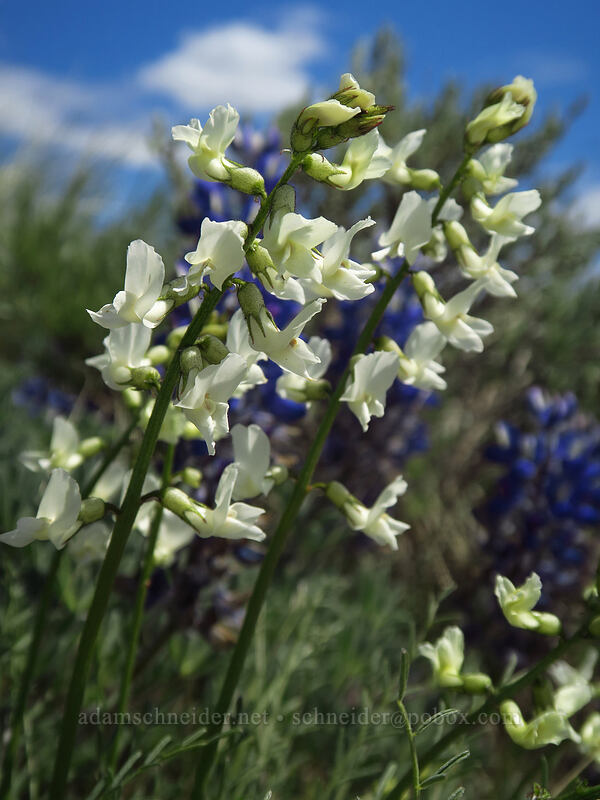 Leiberg's milk-vetch (Astragalus leibergii) [Wild Horse Wind Farm, Kittitas County, Washington]