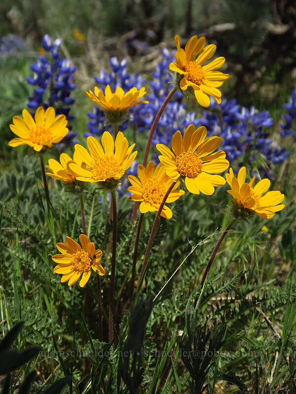 Hooker's balsamroot & lupines (Balsamorhiza hookeri, Lupinus sp.) [Wild Horse Wind Farm, Kittitas County, Washington]