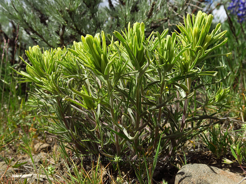 Thompson's paintbrush (Castilleja thompsonii) [Wild Horse Wind Farm, Kittitas County, Washington]