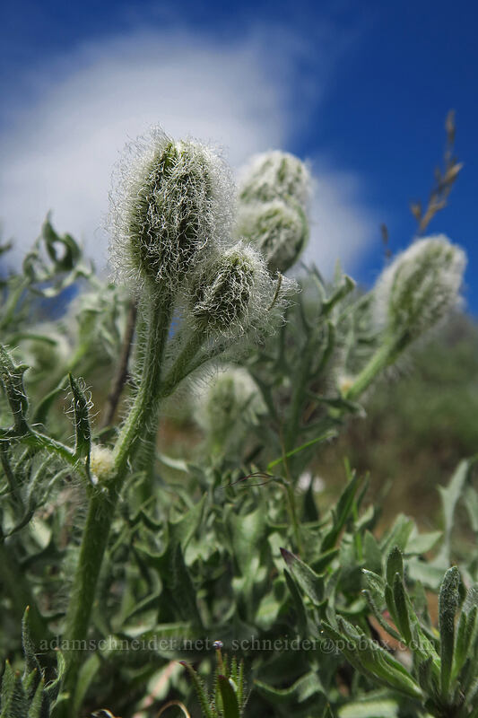 Modoc hawksbeard (Crepis modocensis) [Wild Horse Wind Farm, Kittitas County, Washington]