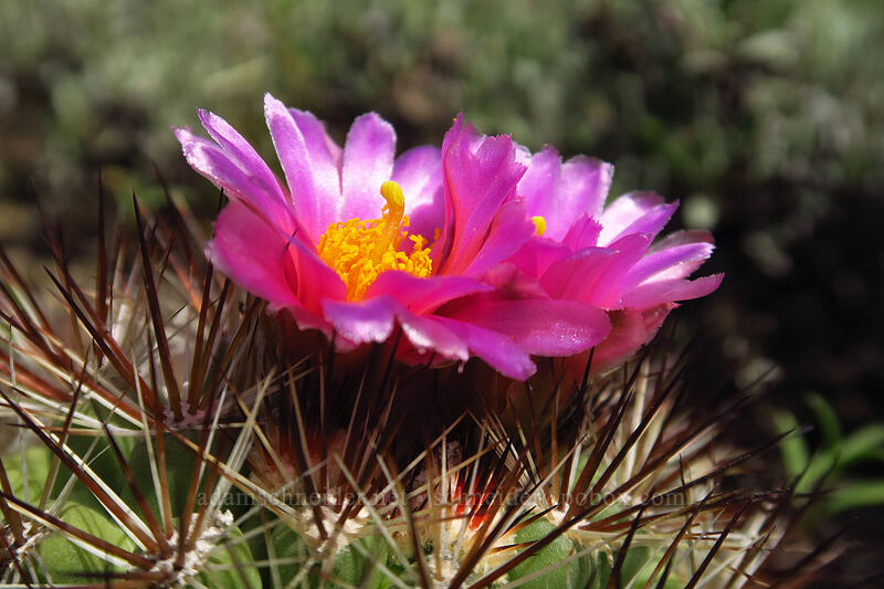 black-spined snowball cactus (Pediocactus nigrispinus (Pediocactus simpsonii var. robustior)) [Wild Horse Wind Farm, Kittitas County, Washington]