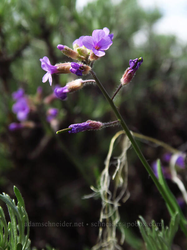 few-flowered rock-cress (Boechera pauciflora) [Wild Horse Wind Farm, Kittitas County, Washington]