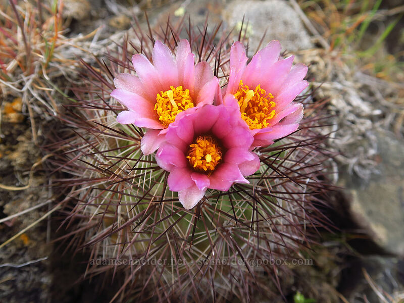 black-spined snowball cactus (Pediocactus nigrispinus (Pediocactus simpsonii var. robustior)) [Wild Horse Wind Farm, Kittitas County, Washington]