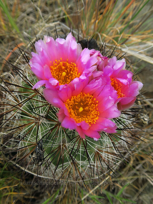 black-spined snowball cactus (Pediocactus nigrispinus (Pediocactus simpsonii var. robustior)) [Wild Horse Wind Farm, Kittitas County, Washington]