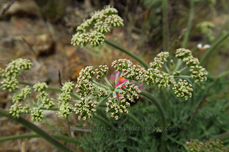big-seed biscuitroot (Lomatium macrocarpum) [Wild Horse Wind Farm, Kittitas County, Washington]