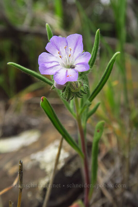 thread-leaf phacelia (Phacelia linearis) [Wild Horse Wind Farm, Kittitas County, Washington]