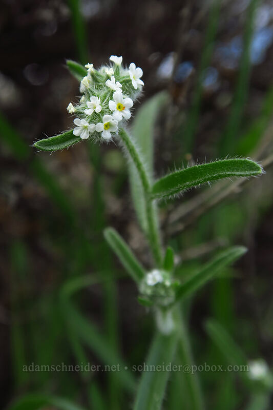 wing-nut cryptantha (Cryptantha pterocarya) [Wild Horse Wind Farm, Kittitas County, Washington]