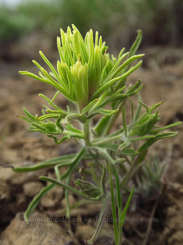 Thompson's paintbrush (Castilleja thompsonii) [Wild Horse Wind Farm, Kittitas County, Washington]