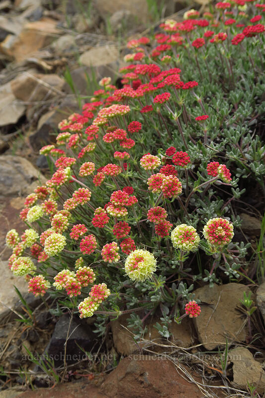 Douglas' buckwheat (Eriogonum douglasii) [Wild Horse Wind Farm, Kittitas County, Washington]