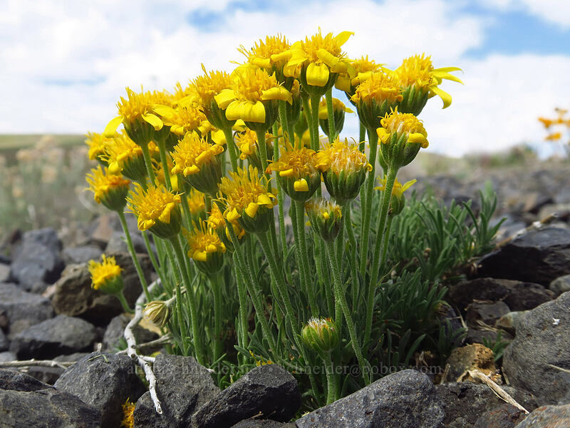 narrow-leaf goldenweed (Nestotus stenophyllus (Haplopappus stenophyllus)) [Wild Horse Wind Farm, Kittitas County, Washington]