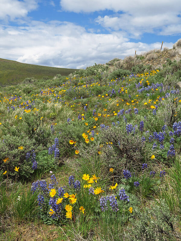 balsamroot & lupines (Balsamorhiza hookeri, Lupinus sp.) [Wild Horse Wind Farm, Kittitas County, Washington]
