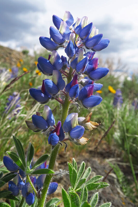 rock lupine (Lupinus saxosus) [Wild Horse Wind Farm, Kittitas County, Washington]