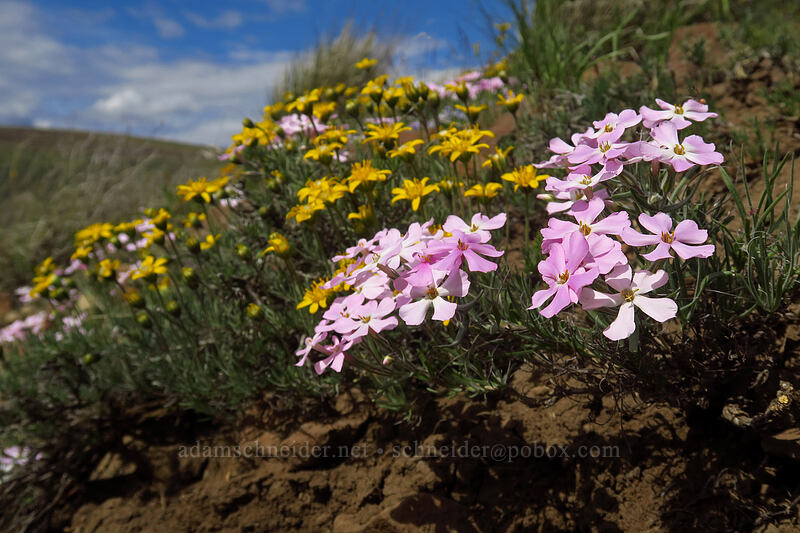 long-leaf phlox & narrow-leaf goldenweed (Phlox longifolia, Nestotus stenophyllus (Haplopappus stenophyllus)) [Wild Horse Wind Farm, Kittitas County, Washington]