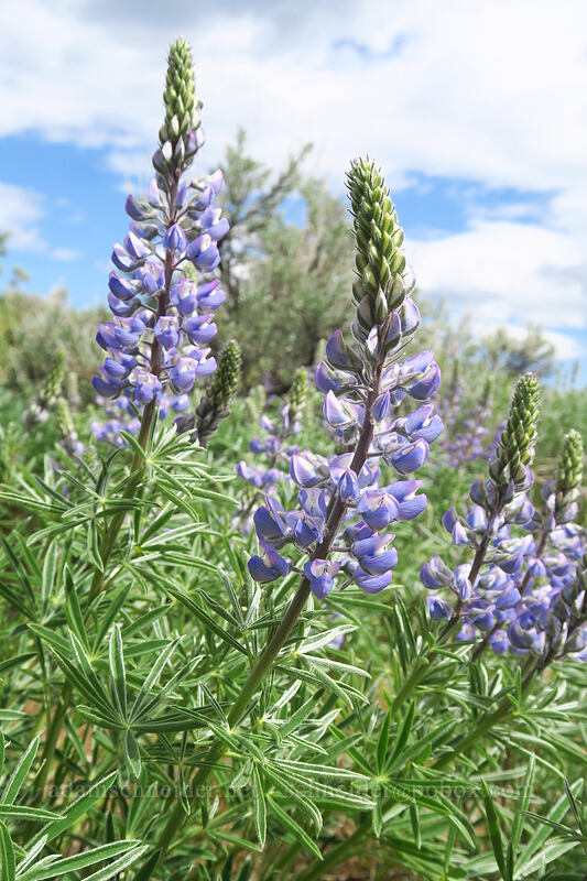 lupines (Lupinus sp.) [Wild Horse Wind Farm, Kittitas County, Washington]