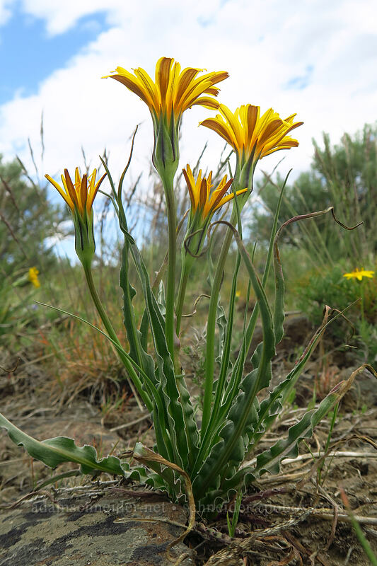 false agoseris (Nothocalais troximoides (Microseris troximoides)) [Wild Horse Wind Farm, Kittitas County, Washington]
