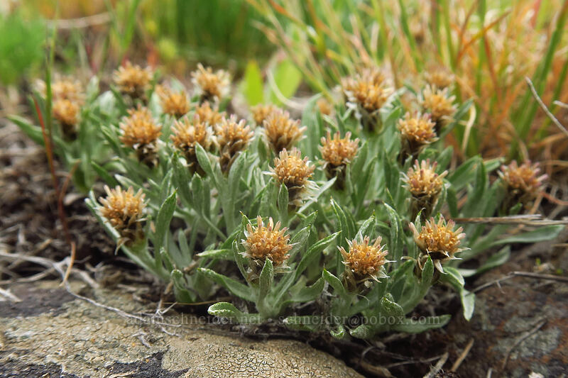 low pussy-toes (Antennaria dimorpha) [Wild Horse Wind Farm, Kittitas County, Washington]