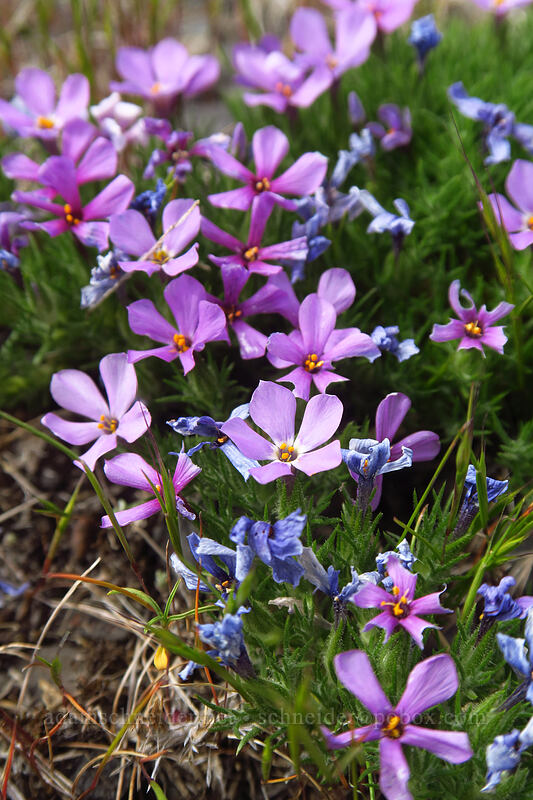 Columbia phlox (Phlox douglasii (Phlox caespitosa)) [Wild Horse Wind Farm, Kittitas County, Washington]