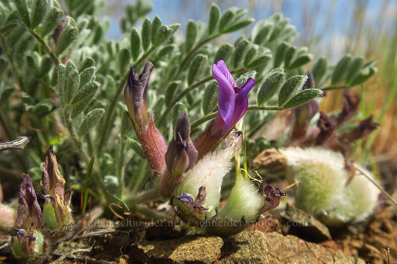 woolly-pod milk-vetch (Astragalus purshii) [Wild Horse Wind Farm, Kittitas County, Washington]