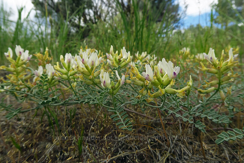 spiral-pod milk-vetch (Astragalus speirocarpus) [L.T. Murray/Whiskey Dick Wildlife Area, Kittitas County, Washington]