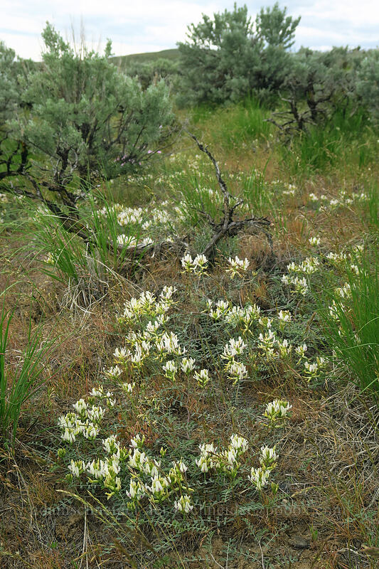 spiral-pod milk-vetch (Astragalus speirocarpus) [L.T. Murray/Whiskey Dick Wildlife Area, Kittitas County, Washington]