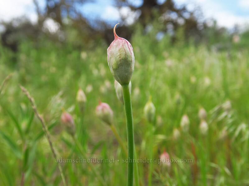 onion, budding (Allium sp.) [L.T. Murray/Whiskey Dick Wildlife Area, Kittitas County, Washington]
