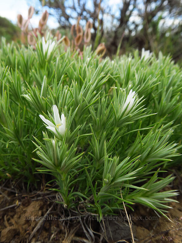 Franklin's sandwort (Eremogone franklinii (Arenaria franklinii)) [L.T. Murray/Whiskey Dick Wildlife Area, Kittitas County, Washington]