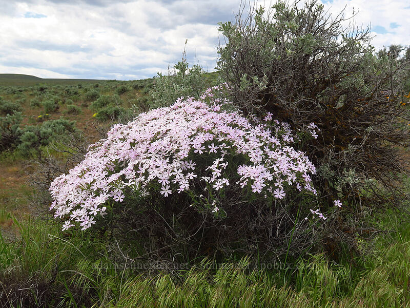 enormous clump of showy phlox (Phlox speciosa) [L.T. Murray/Whiskey Dick Wildlife Area, Kittitas County, Washington]
